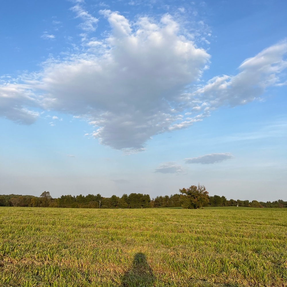 🐊 Live Listing - Picture 6 of 16